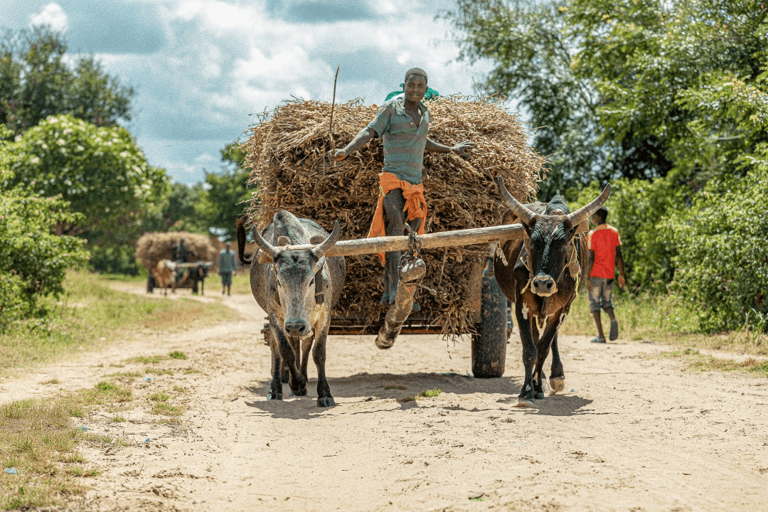 Bringing in the sheaves : A story of the harvest